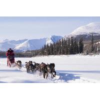 5 day active winter adventure in yukon