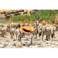 5-Day Family Friendly Tour of Etosha from Windhoek