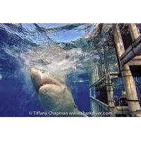 5 day great white shark dive adventure