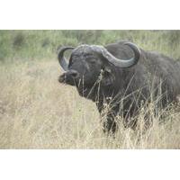 5-Day Safari: Lake Manyara, Serengeti and Ngorrongoro Crater from Arusha