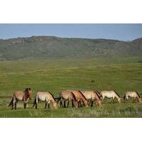 5 Nights Central Mongolia Highli...
