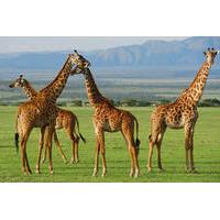 5 day lake manyara serengeti and ngorongo crater camping safari from a ...