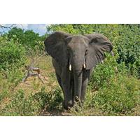 5 day victoria falls and chobe national park tour with round trip flig ...