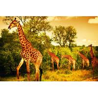 5 days safari in tarangire lake manyara ngorongoro and serengeti np fr ...