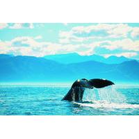 5-Day South Island Coastal Tour from Christchurch Including Blenheim and Abel Tasman National Park