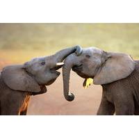 5 day private garden route tour tsitsikamma national park addo elephan ...