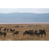 5 Days Tanzania Budget Camping Safaris