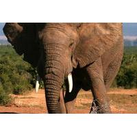 5-Day Garden Route Adventure Tour: Addo National Park, Jeffreys Bay, Wilderness National Park and Oudtshoorn