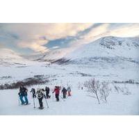 5 hour guided snowshoe hill hike on the whale island in tromso