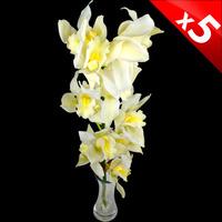 5 Classic White Cymbidium Orchids