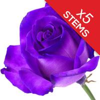 5 Purple Roses