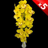 5 Classic Yellow Cymbidium Orchids