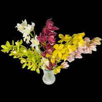 5 Classic Mixed Cymbidium Orchids