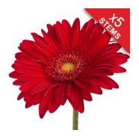 5 Classic RED Gerberas