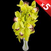 5 Classic GREEN Cymbidium Orchids