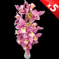 5 Classic Pink Cymbidium Orchids