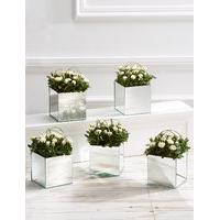 5 Pure Rose Mirrored Cubes
