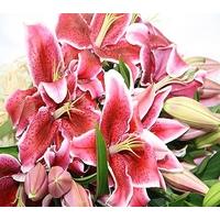 5 Large Pink Lilies