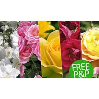 5 Pack Garden Glamour Rose Bush Collection