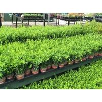 5 x Buxus Sempervirens (Box Hedging Plants) 25-35cm in 1 Litre pot (a265)