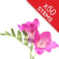50 Classic Pink Freesias