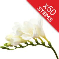 50 classic white freesias