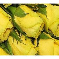 50 long stem yellow roses