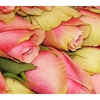 50 esperance long stem pink roses