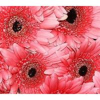 50 Pink Gerbera