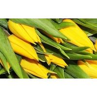 50 Yellow Tulips