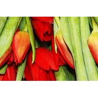 50 red tulips