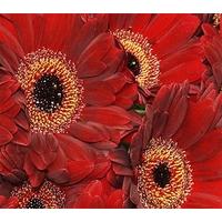 50 Burgundy Gerbera