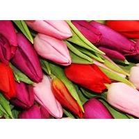 50 Purple, Pink and Red Tulips