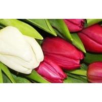 50 Purple and White Tulips