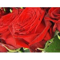 50 long stem red roses