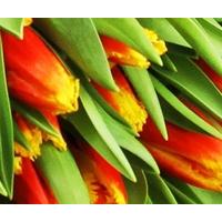 50 Medley of Orange and Yellow Tulips Wrap