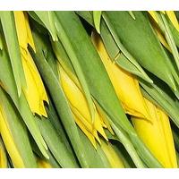 50 Small Yellow Tulips