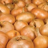 500g onions 120 135 sets