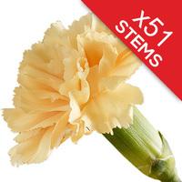 51 Classic Peach Carnations