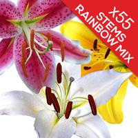 55 Classic Mixed Lilies