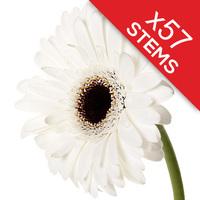 57 Classic White Gerberas