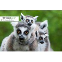 59 instead of 150 for a half day animal keeper experience for two peop ...