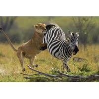 6-Day Masai Mara, Lake Nakuru and Amboseli Great Safari Tour from Nairobi