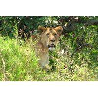 6-Day Safari in Tanzania\'s Northern Parks