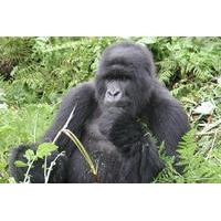 6-Day Primate Safari from Kampala