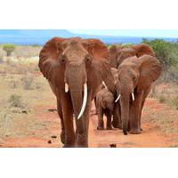 6-Day Camping Tour: Amboseli Lake, Nakuru and Masai Mara Wildlife Safari