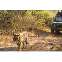6-Night Golden Triangle Private Tour and Ranthambore Wildlife Safari from Delhi