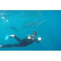 6 day ningaloo reef kayaking and snorkeling with whale sharks from exm ...