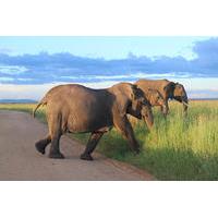 6 day best of tanzania budget safari from arusha