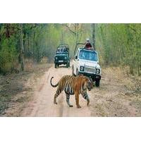 6-Day Private Tour From Delhi to Jaipur includes Ranthambore and Agra Visit